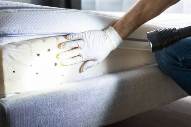 Best Best Pest Control Companies  in Dalton Gardens, ID