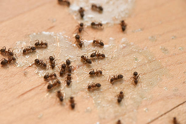 Best Pest Control Near Me  in Dalton Gardens, ID