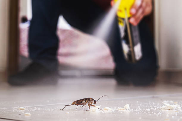 Best Exterminator Services  in Dalton Gardens, ID